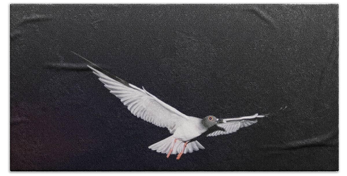 Feb0514 Beach Towel featuring the photograph Swallow-tailed Gull Departs At Dusk by Tui De Roy