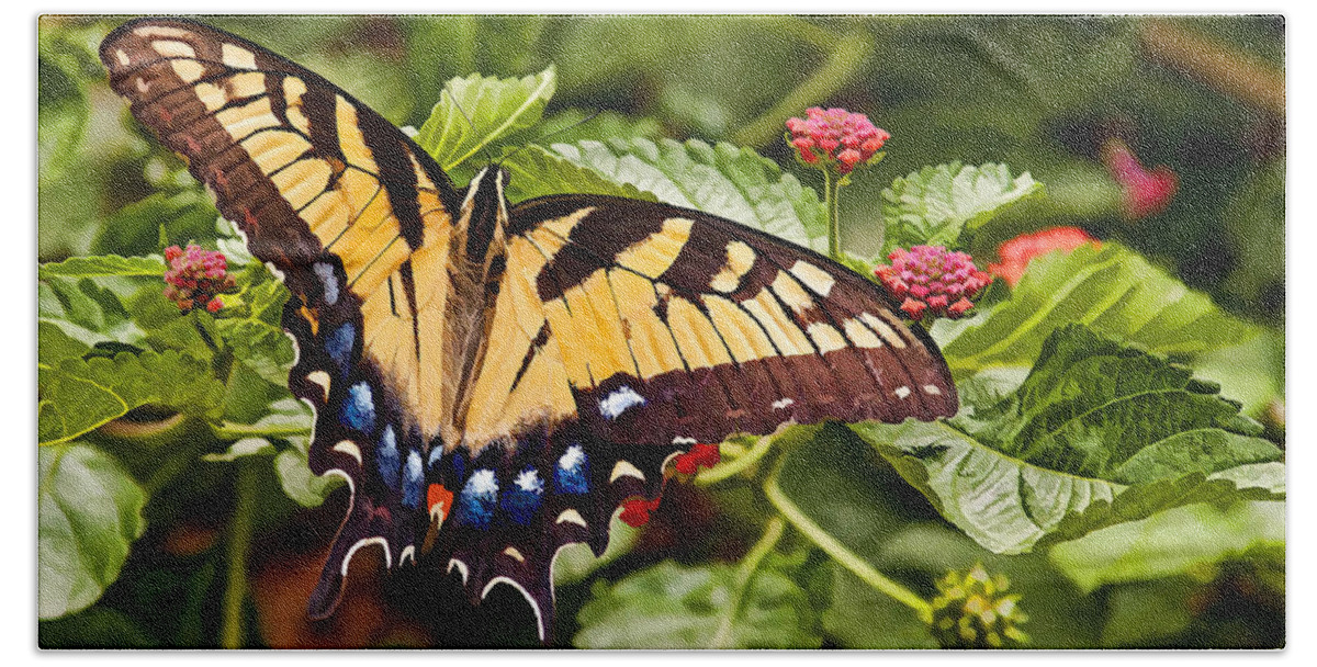 Animal Beach Towel featuring the photograph Swallowtail Beauty by Penny Lisowski