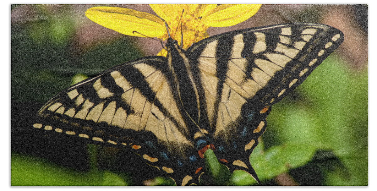 Swallowtail Beach Sheet featuring the photograph Swallowtail Butterfly by Jack Bell