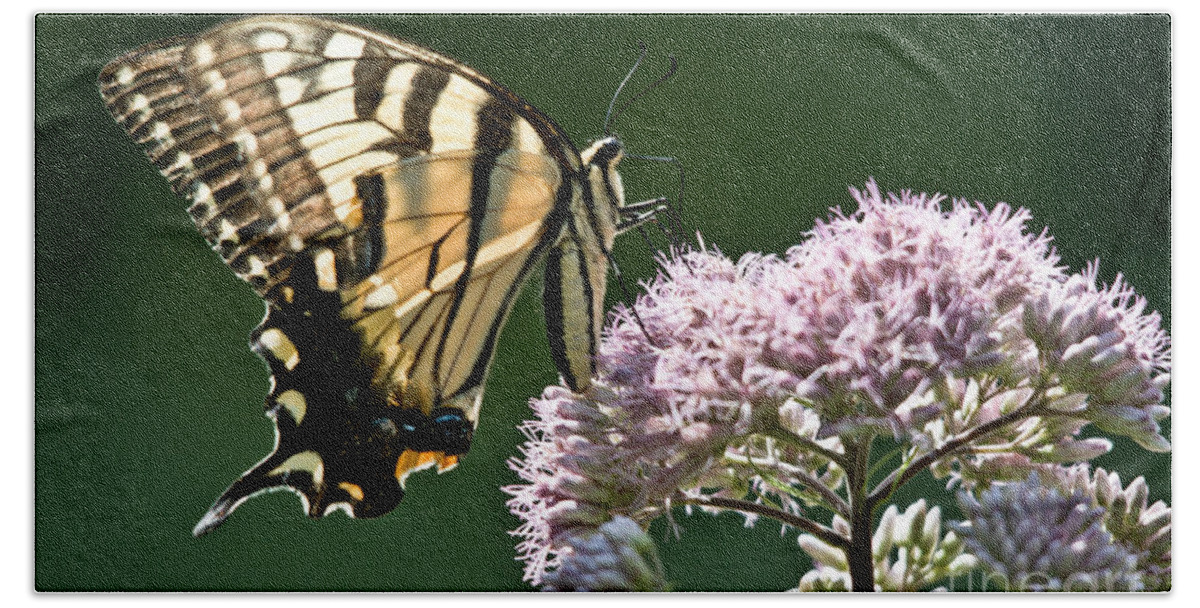 Swallowtail Butterfly Beach Towel featuring the photograph Swallowtail Profile by Cheryl Baxter