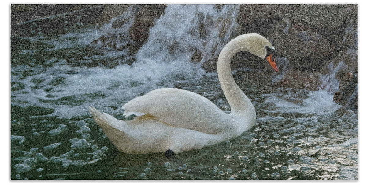 Swan Beach Towel featuring the photograph Swan a Swimming by Michele Myers