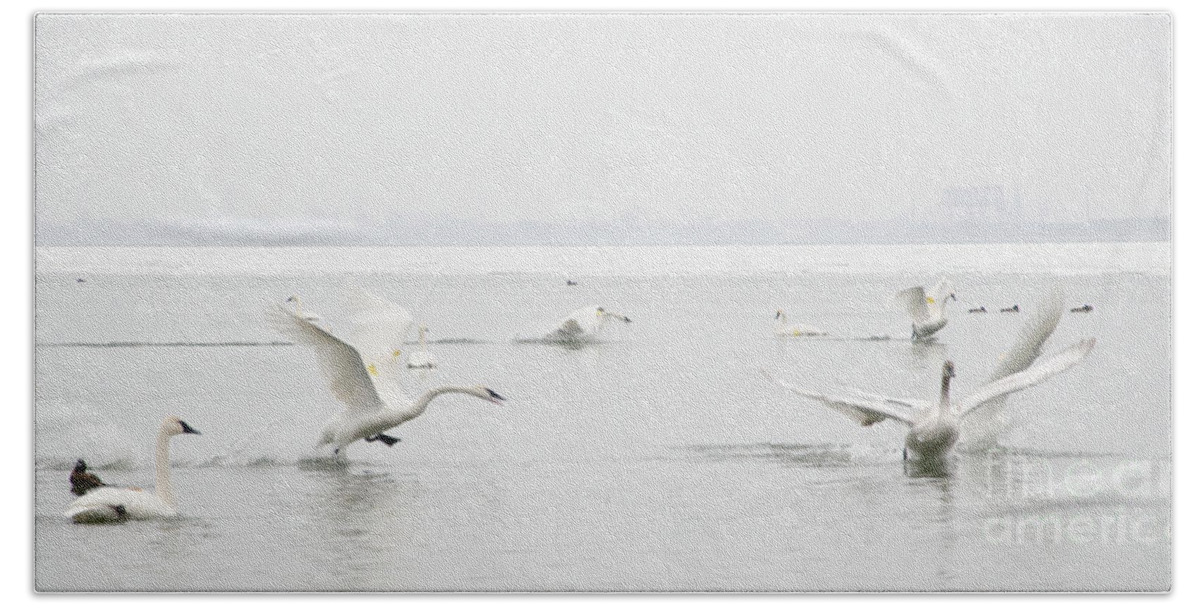 Swan Beach Towel featuring the photograph Swan Fight by Laurel Best