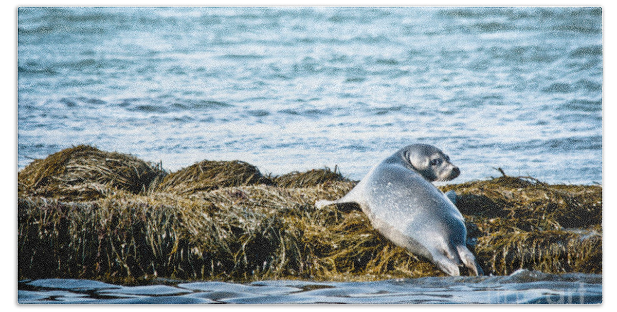 Beach Sheet featuring the photograph Sweet Seal by Cheryl Baxter