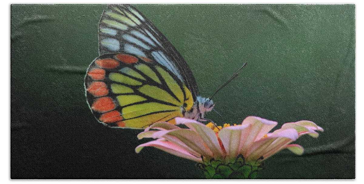 Butterfly Beach Towel featuring the photograph Delicate Beauty by Ramabhadran Thirupattur