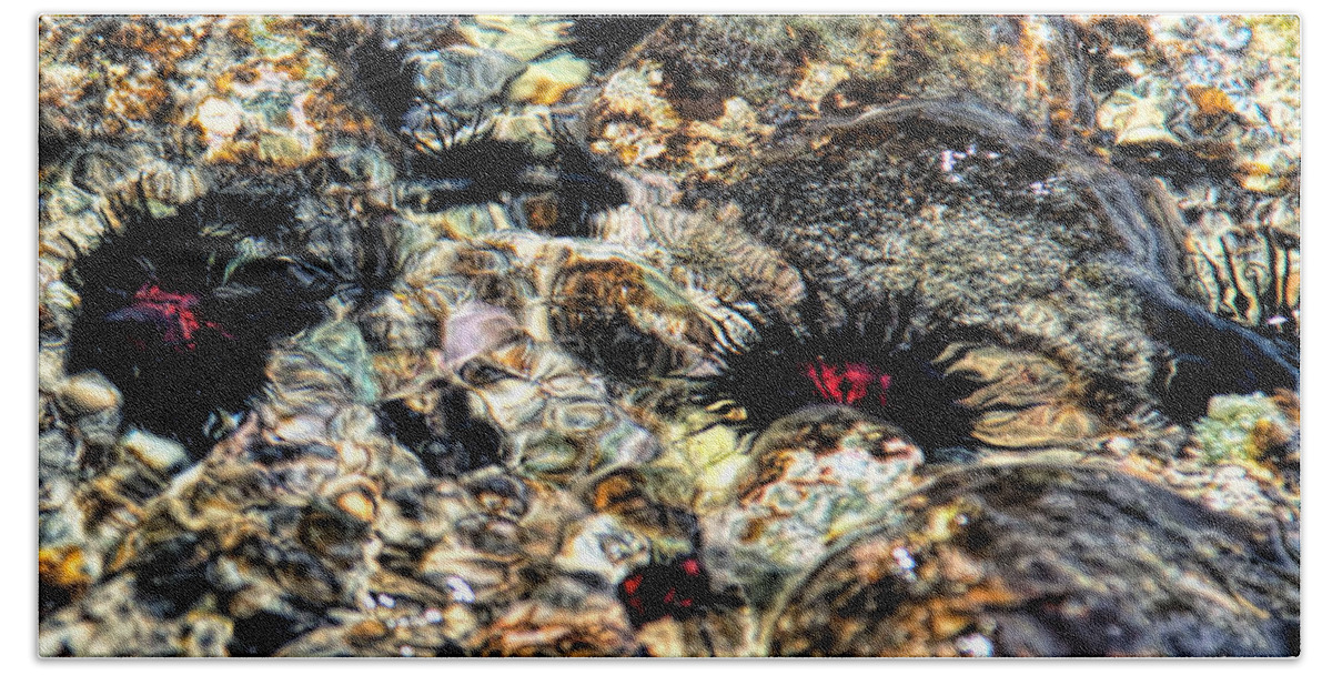 Sea Urchins Beach Towel featuring the photograph Swirling Sea Urchins by Lucy VanSwearingen