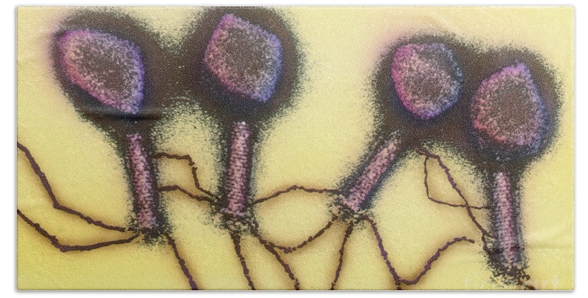 Medical Beach Towel featuring the photograph T4 Enterobacteria Phages Tem by Lee D. Simon