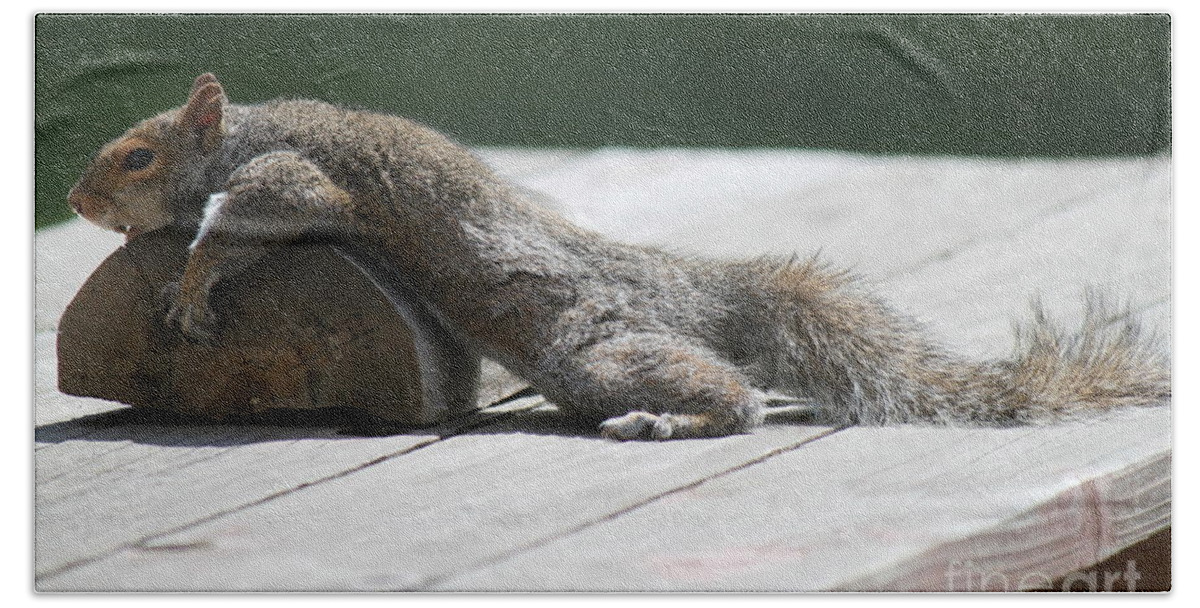 Animals Beach Towel featuring the photograph Take A Breather with caption by Jennifer E Doll