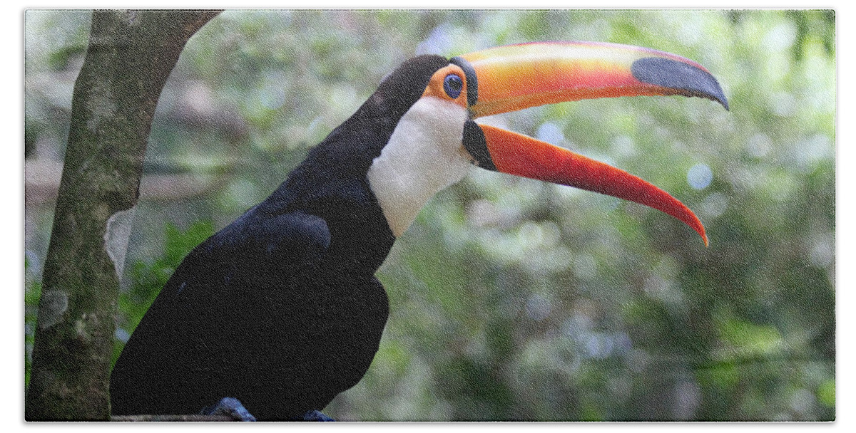 Toucan Beach Towel featuring the photograph Talkative Toucan by Ginny Barklow