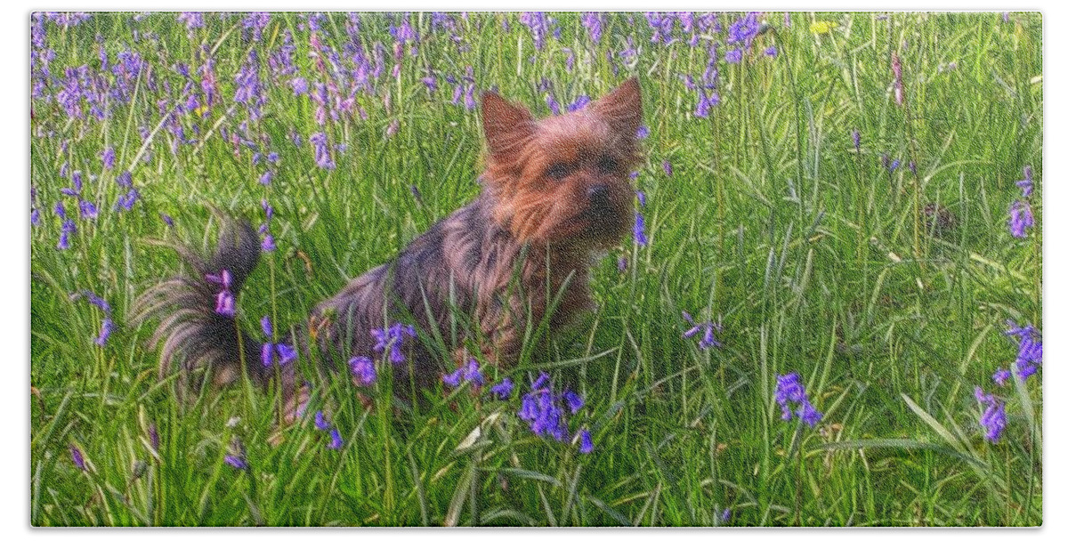 Yorkshire Terrier Beach Towel featuring the photograph Teddy Amongst The Bluebells by Joan-Violet Stretch