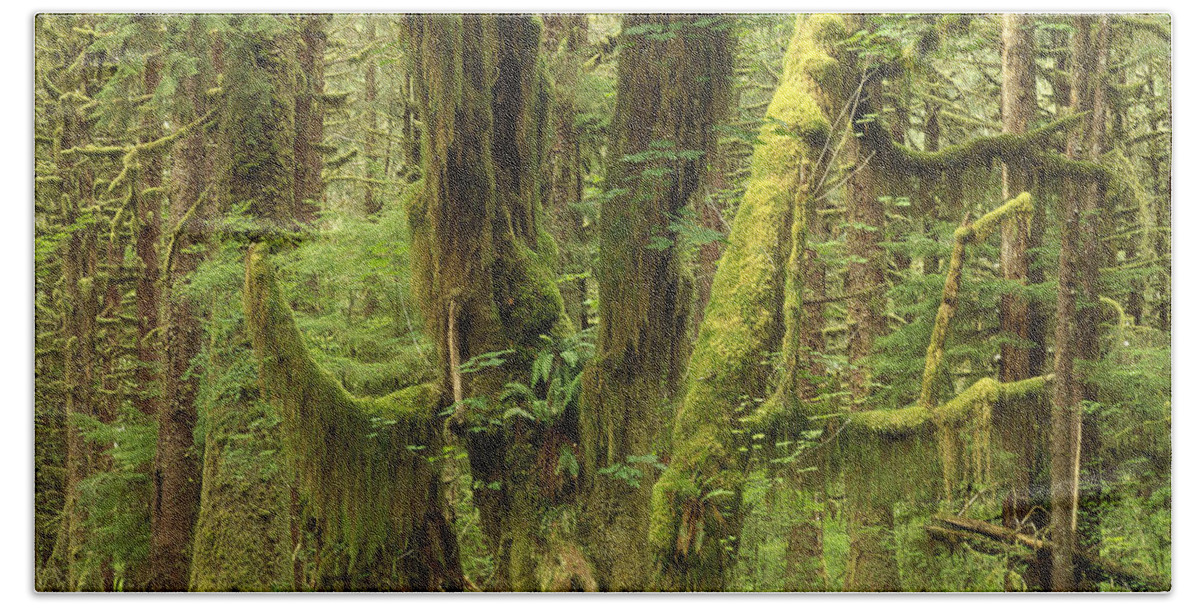 Feb0514 Beach Towel featuring the photograph Temperate Rainforest Queets River Valley by Gerry Ellis