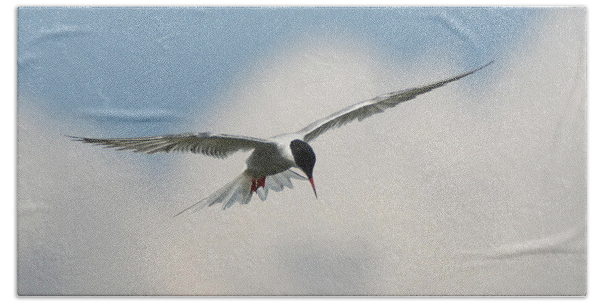 Wildlife Beach Towel featuring the photograph Tern in Flight by William Selander