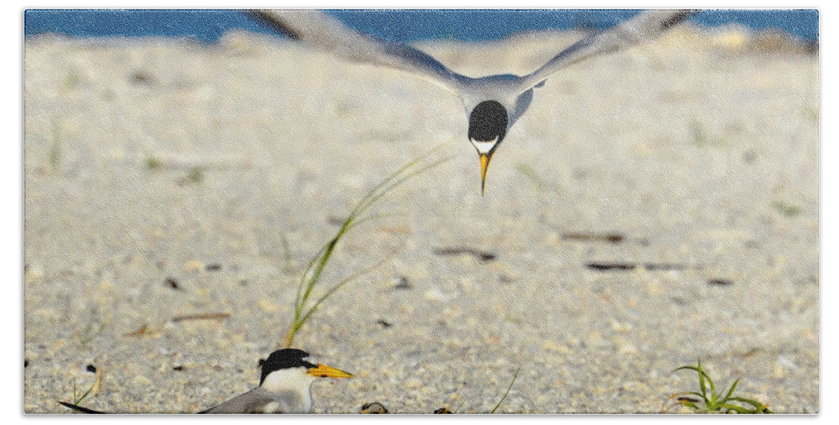 Least Tern Beach Towel featuring the photograph Tern Over by AnnaJo Vahle