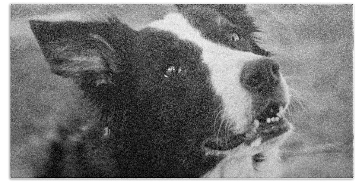 Border Collie Beach Towel featuring the photograph Tessie 9 by Rich Franco