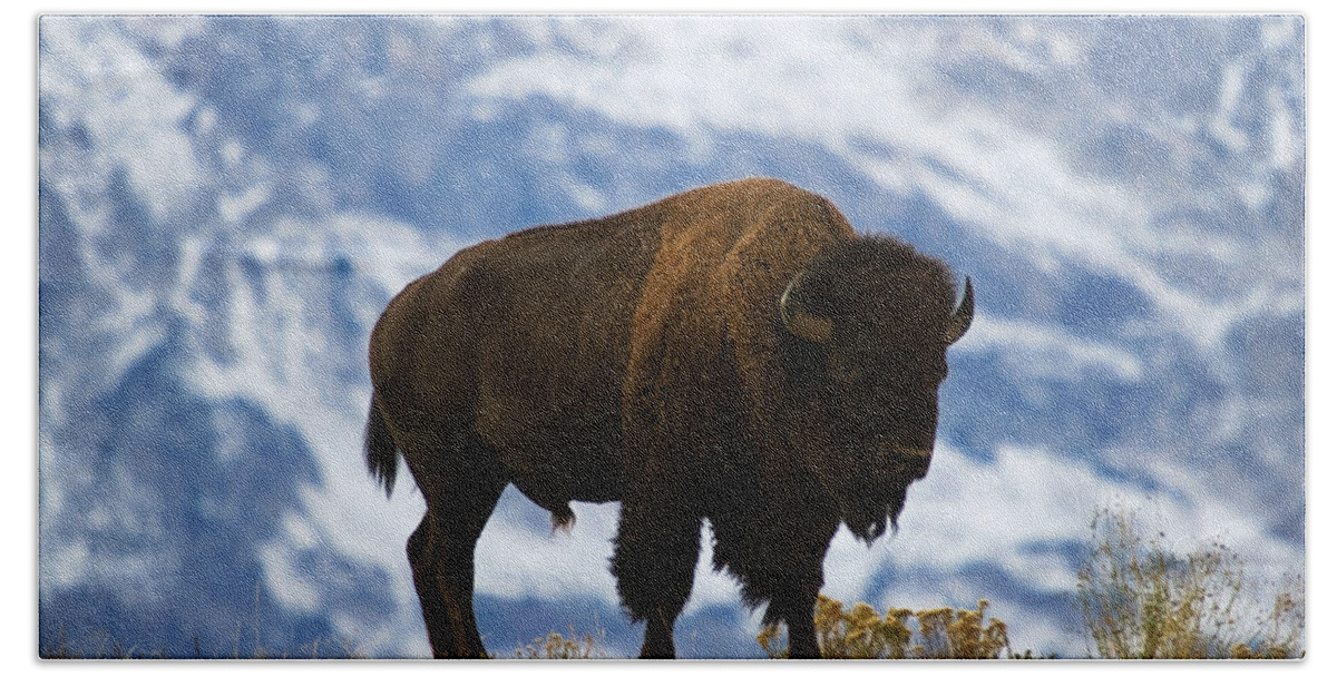 Bison Beach Sheet featuring the photograph Teton Bison by Mark Kiver