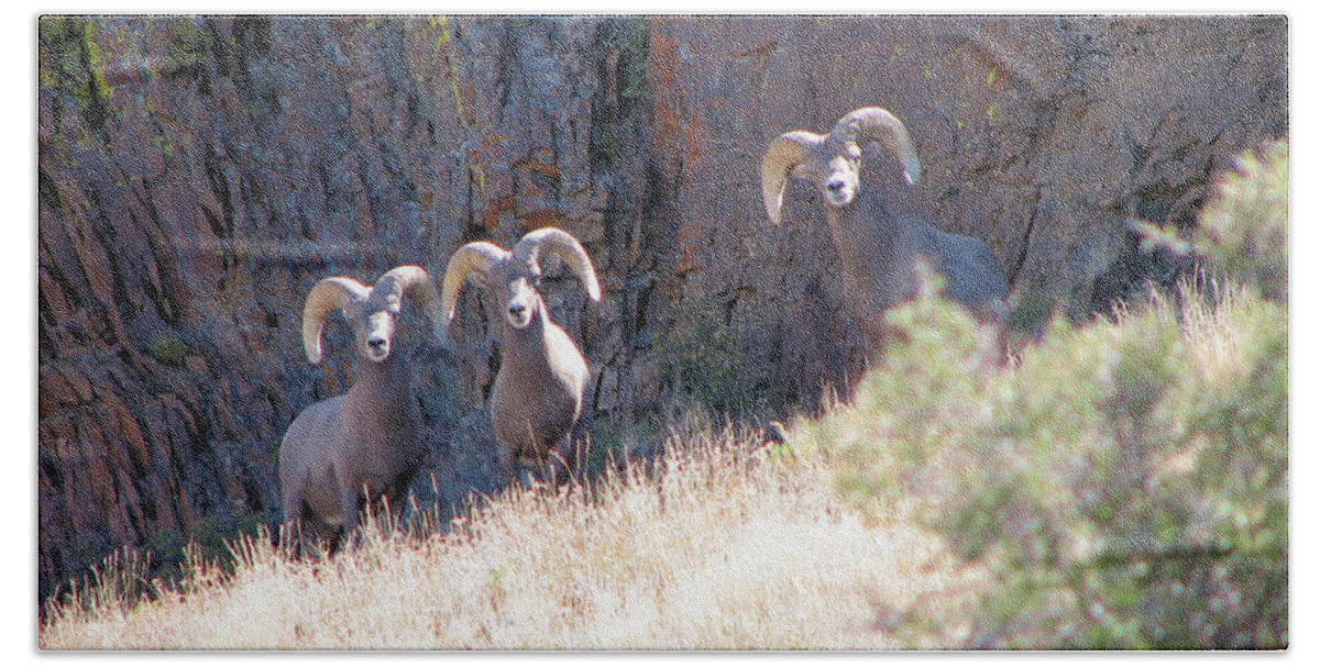 Bighorn Beach Sheet featuring the photograph The 3 Amigos by Darcy Tate