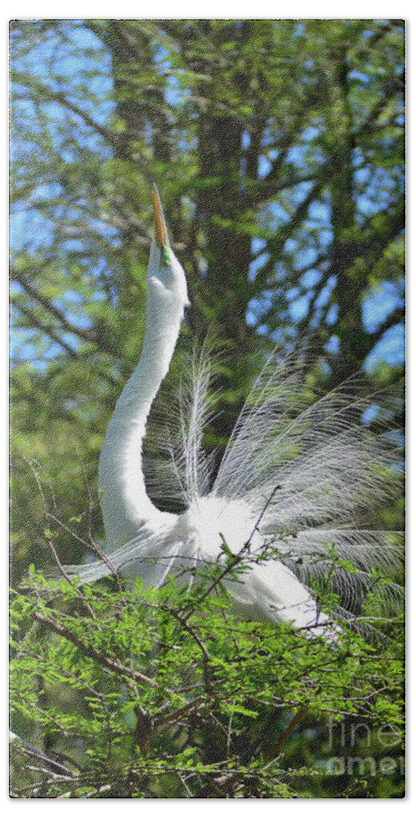 Egret Beach Towel featuring the photograph The Big Stretch by Kathy Baccari