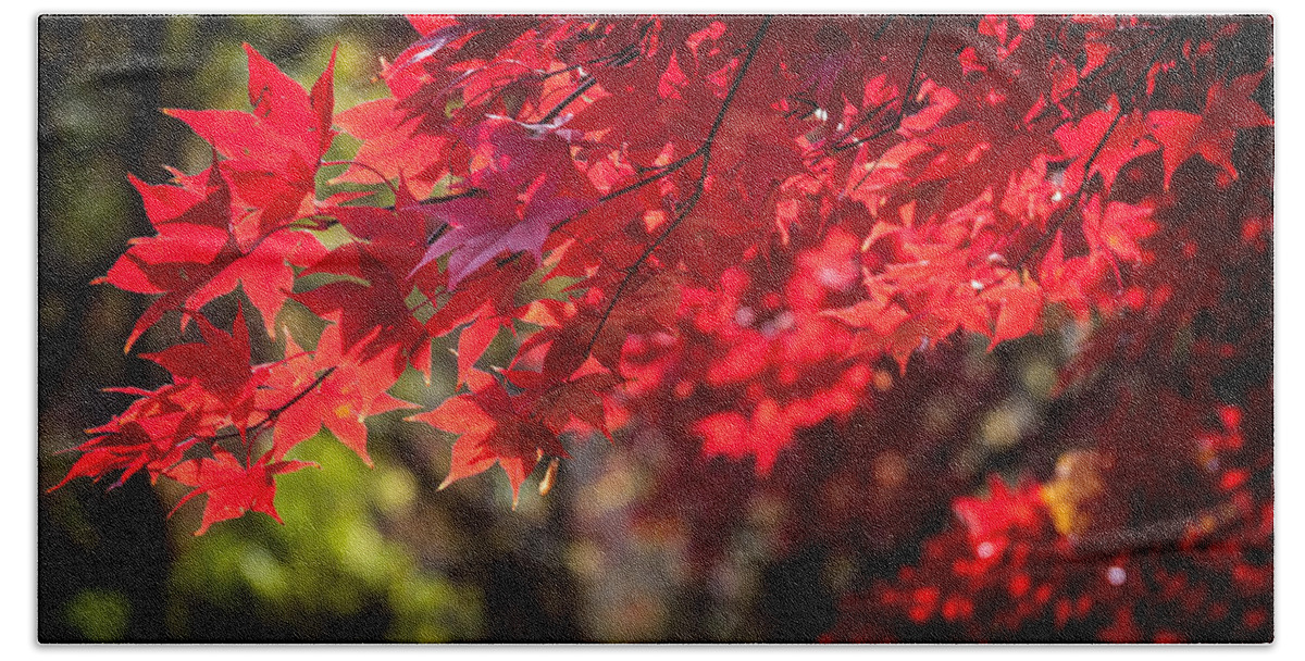 Japanese Maple Beach Sheet featuring the photograph The Color of Fall by Patrice Zinck