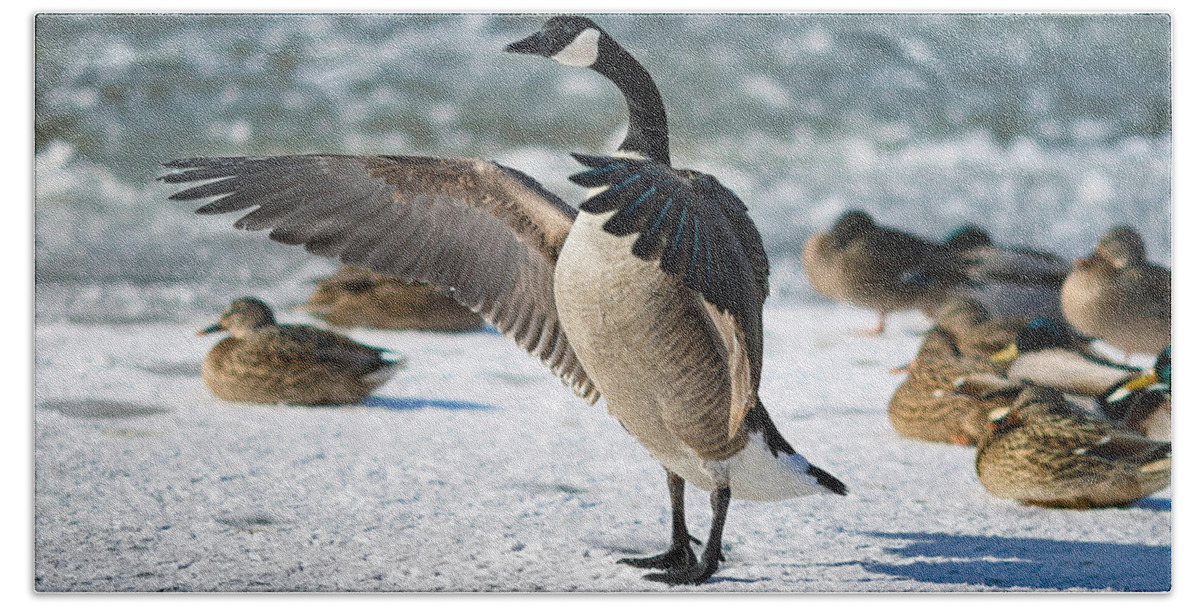 Canada Goose Beach Sheet featuring the photograph The Conductor by Rob Blair