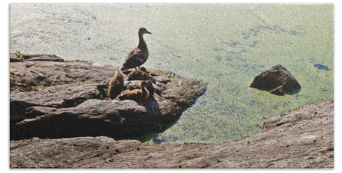 Duck Beach Towel featuring the photograph The Duck Family by Madeline Ellis