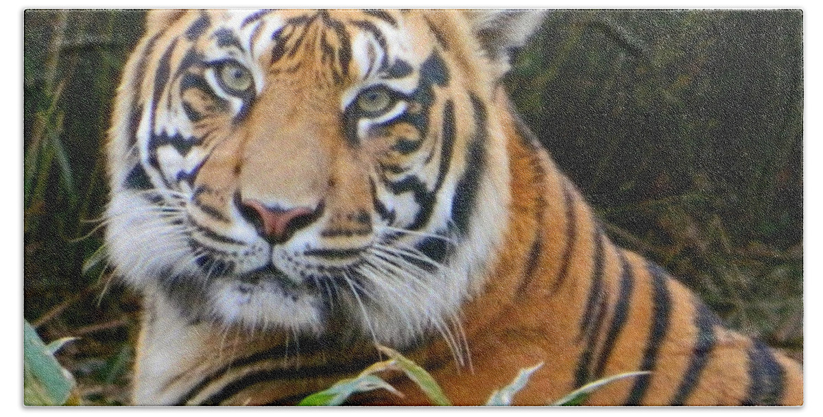 The Eyes Of A Sumatran Tiger Beach Sheet featuring the photograph The Eyes Of A Sumatran Tiger by Emmy Vickers