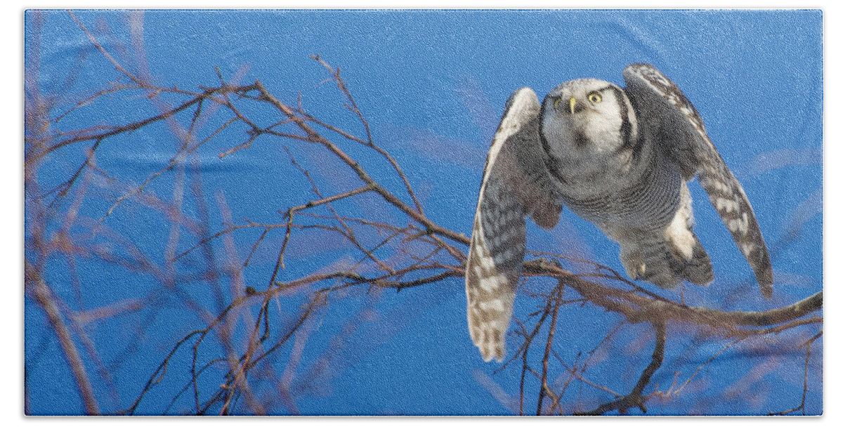 Northern Hawk Owl Beach Towel featuring the photograph The flying Northern Hawk Owl by Torbjorn Swenelius