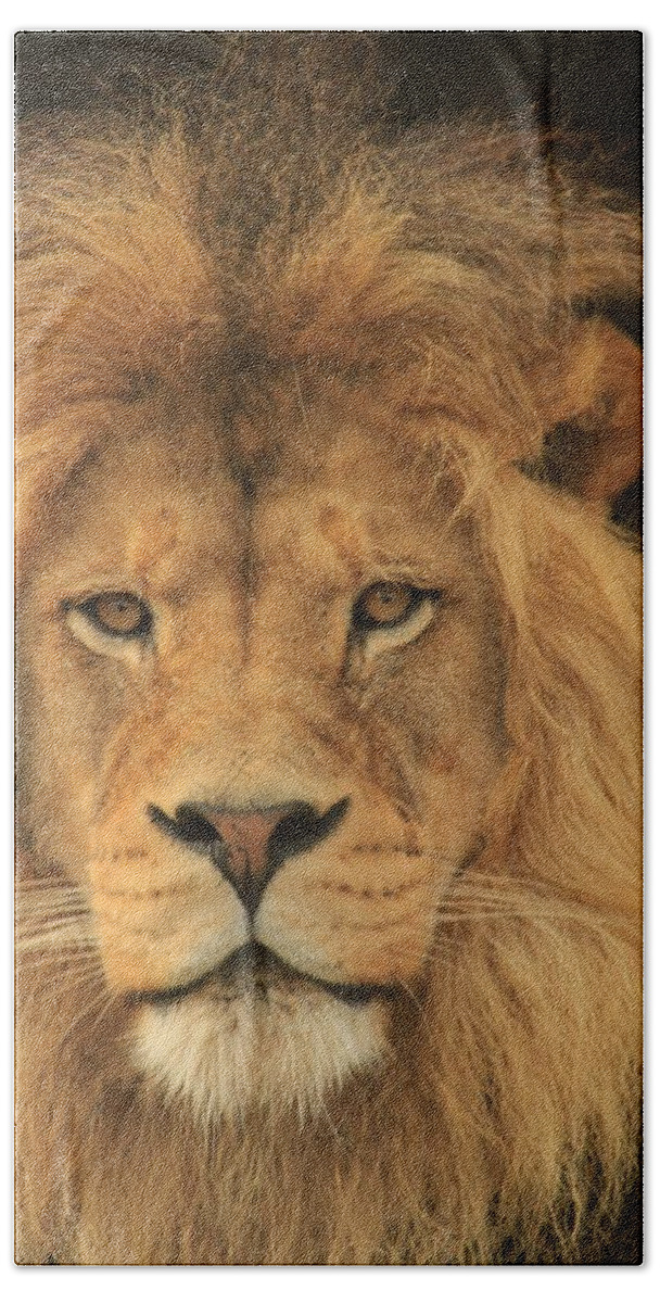 Lion Beach Towel featuring the photograph The Glory of a King by Laddie Halupa