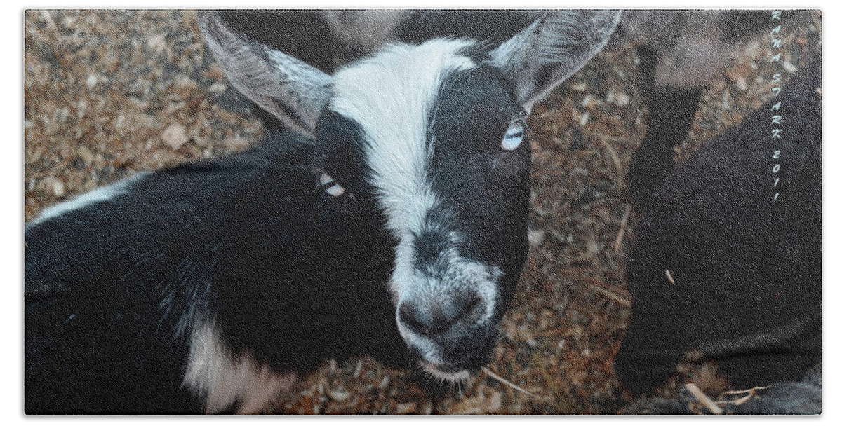 Goat Beach Sheet featuring the photograph The Goat with the Gorgeous Eyes by Verana Stark