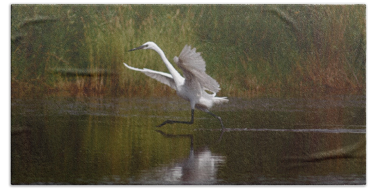 Water Beach Towel featuring the photograph The Great Egret by Leticia Latocki