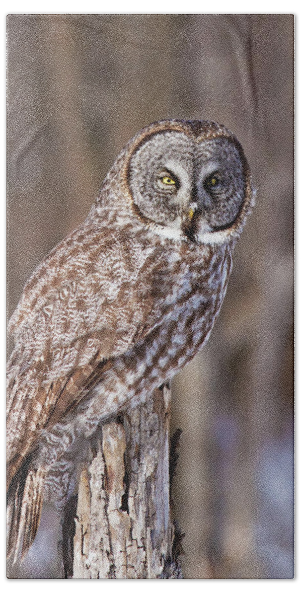 Bird Beach Towel featuring the photograph The Great Grey Owl by Mircea Costina Photography