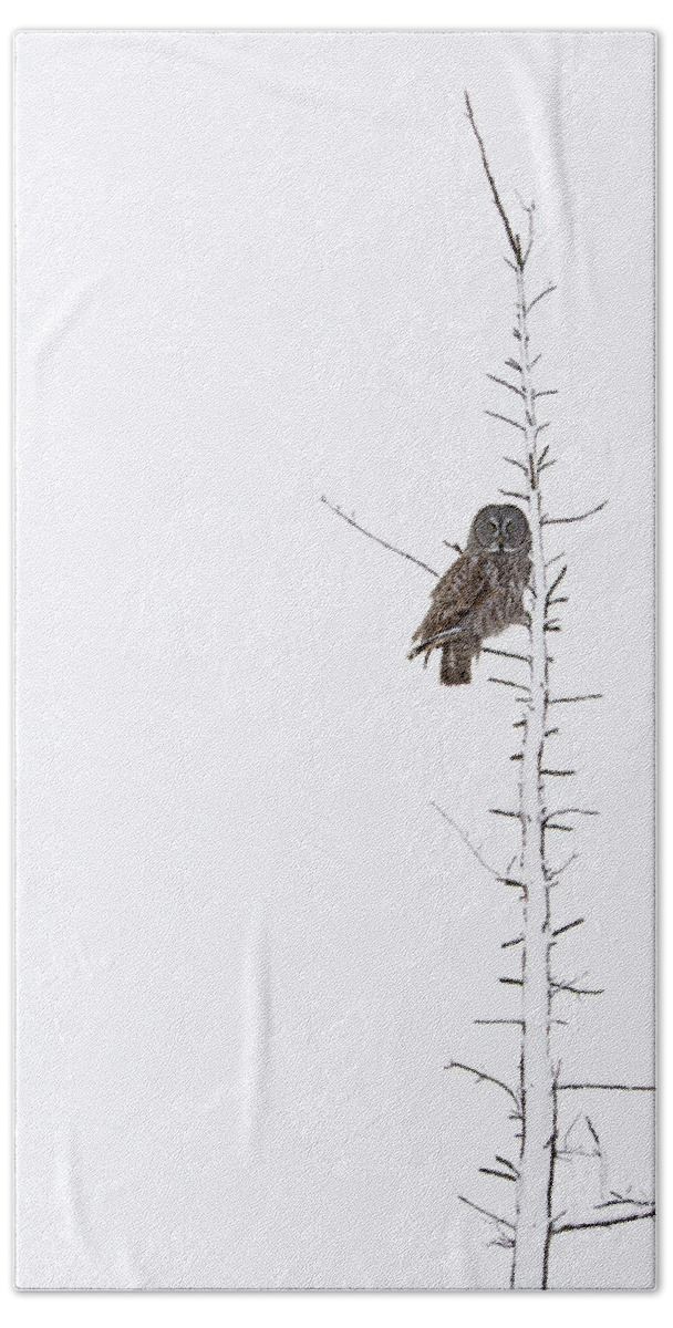 Bird Beach Sheet featuring the photograph The Grey Hunter on White by Mircea Costina Photography