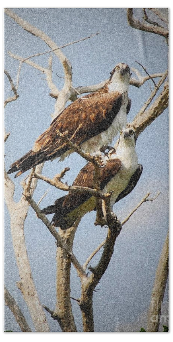 Osprey Beach Towel featuring the photograph The Happy Couple by Quinn Sedam