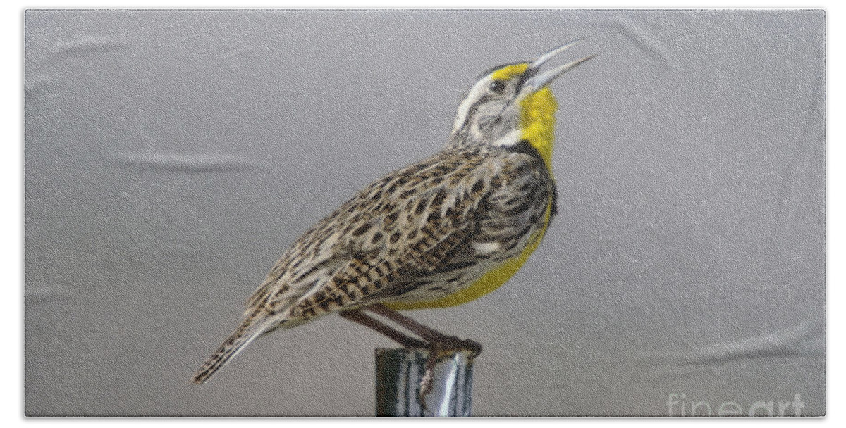 Birds Beach Towel featuring the photograph The Meadowlark Sings by Jeff Swan