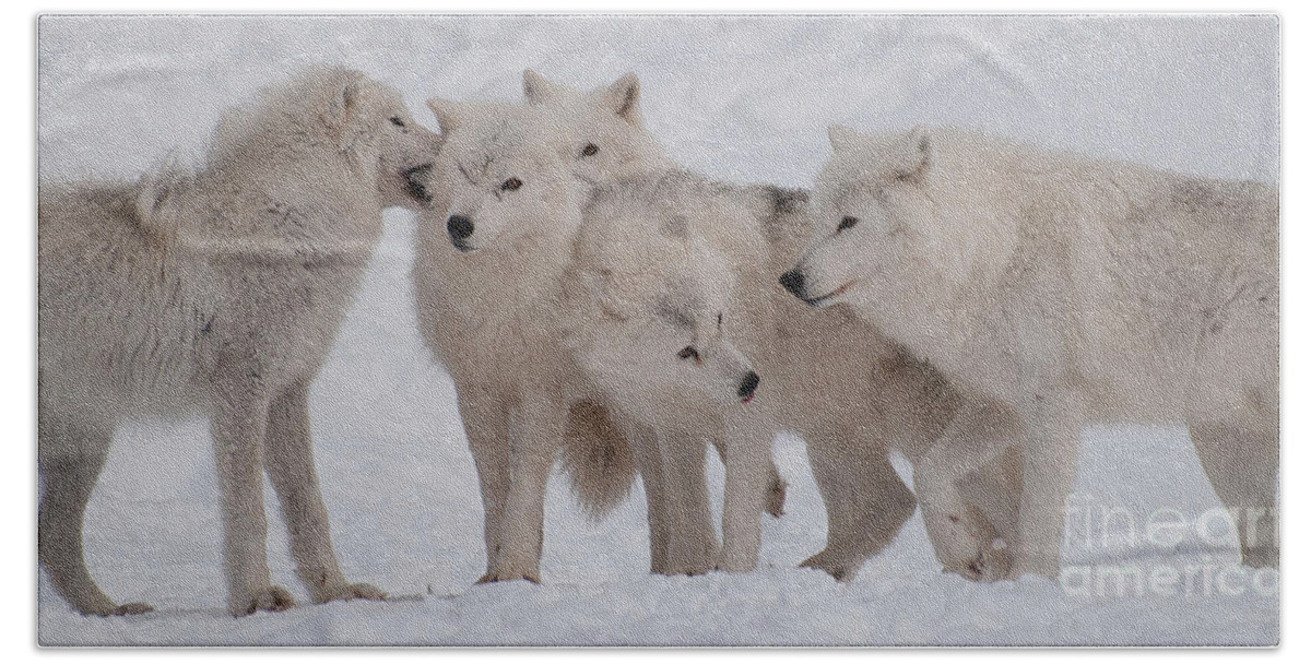 Arctic Wolves Beach Towel featuring the photograph The Pack by Bianca Nadeau