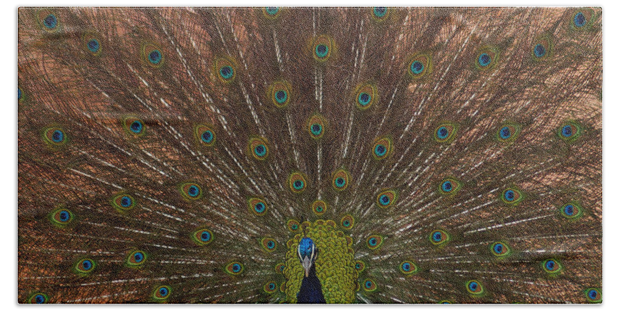 Peacock Beach Towel featuring the photograph The Peacock 2 by Ernest Echols