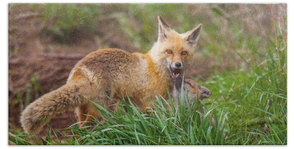 Fox Beach Towel featuring the photograph The Provider by Kevin Dietrich