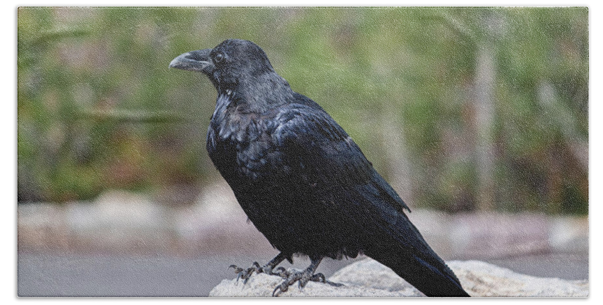 Wyoming Beach Towel featuring the photograph The Raven by Lars Lentz