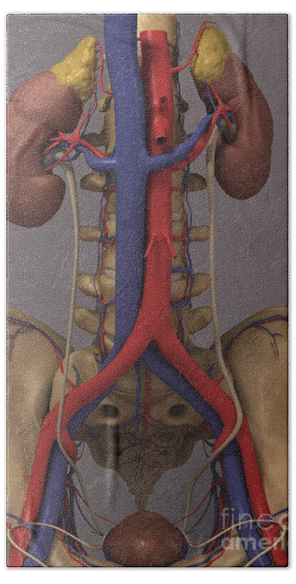 Skeleton Beach Towel featuring the photograph The Renal System by Science Picture Co