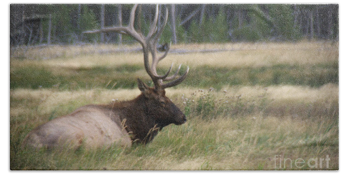 Photography Beach Towel featuring the photograph The Resting Elk by Jackie Farnsworth