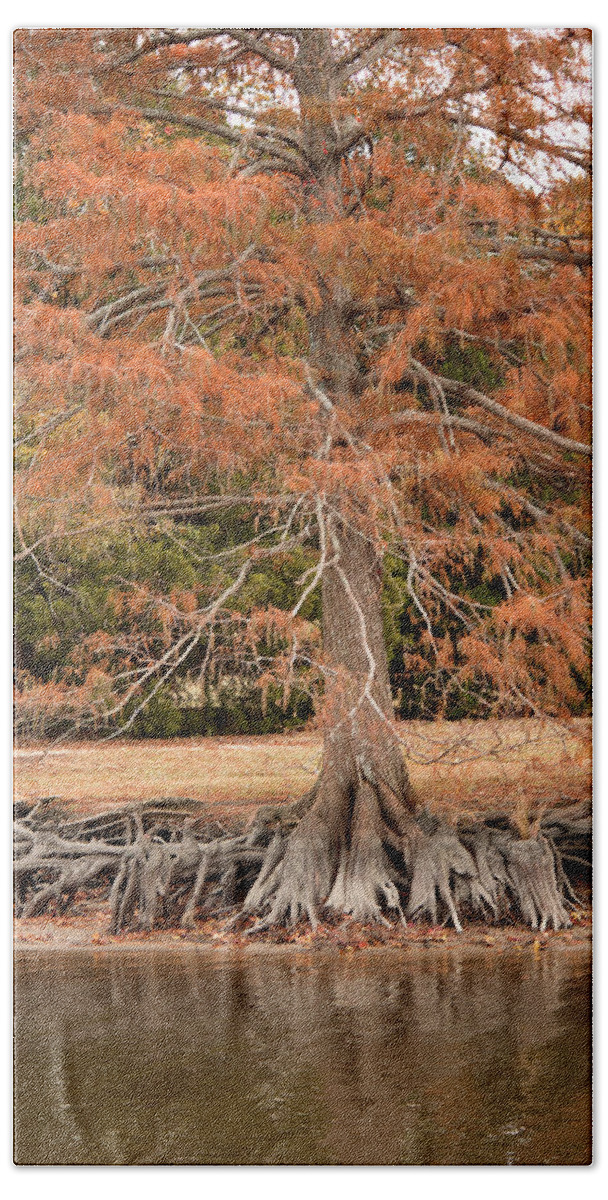 Trees Beach Towel featuring the photograph The Root of it All by Rebecca Davis