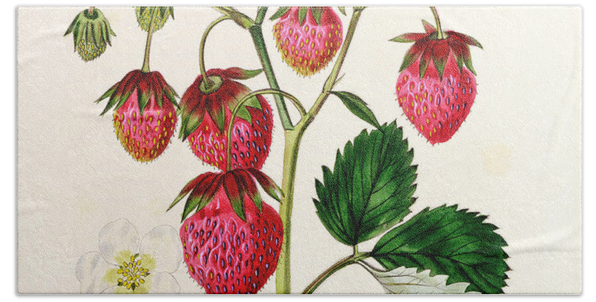 The Roseberry Strawberry Beach Towel featuring the painting The Roseberry Strawberry by Edwin Dalton Smith