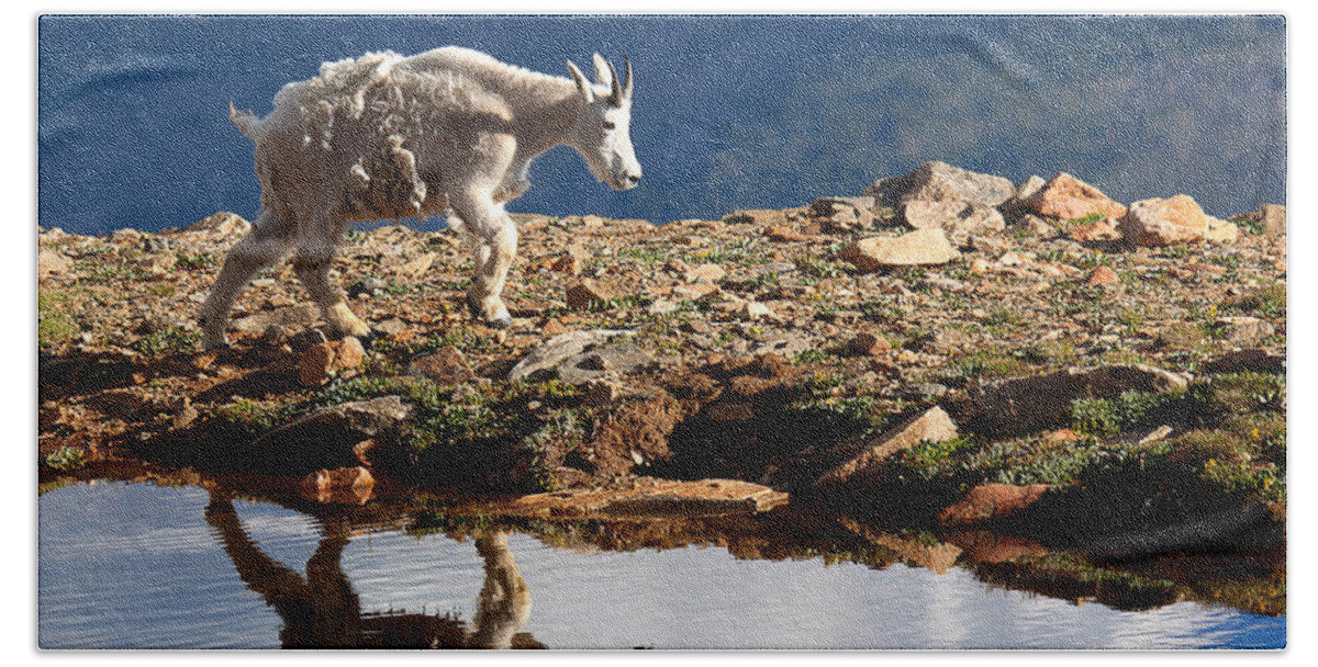 Mountain Goats Beach Towel featuring the photograph The Walk-About by Jim Garrison