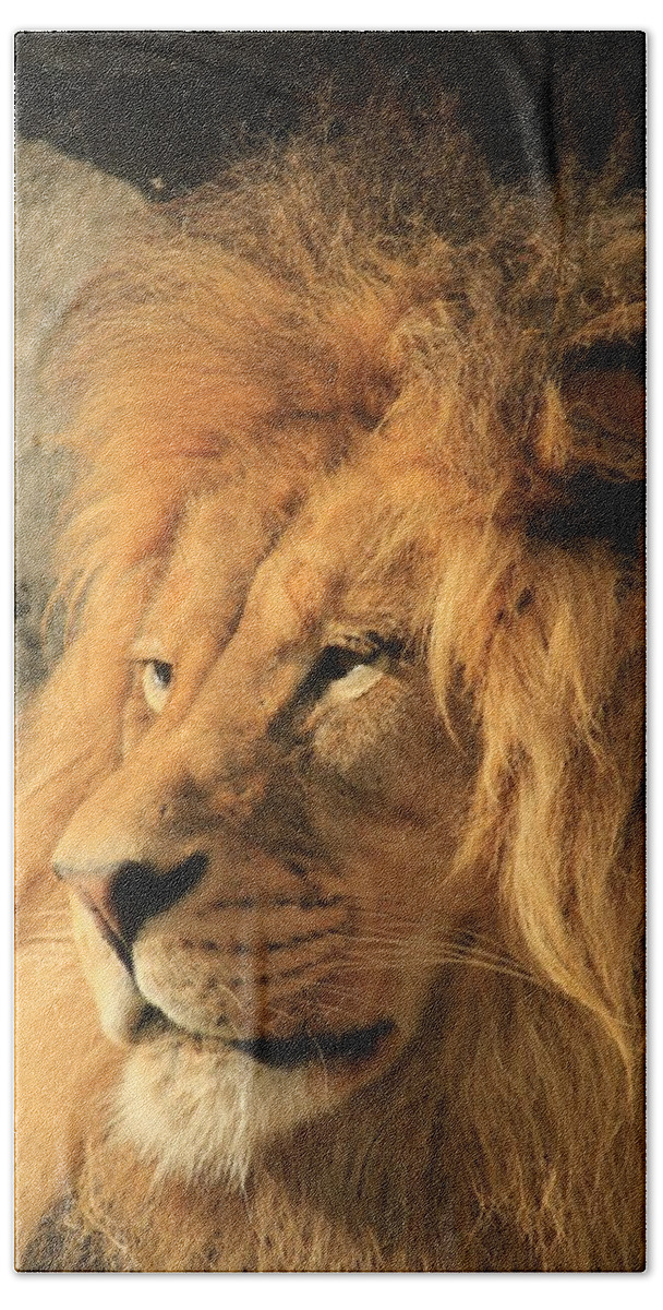 Lion Beach Sheet featuring the photograph The White Beard by Laddie Halupa