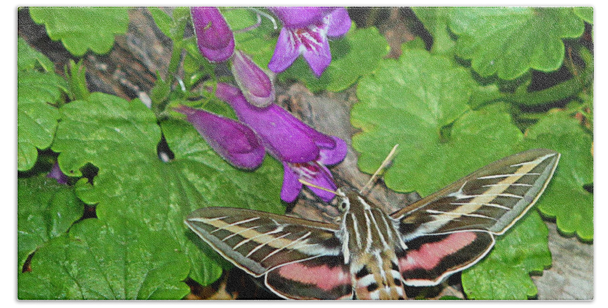 White-lined Spinx Hummingbird Moth Beach Towel featuring the photograph The White-Lined Sphinx by Elizabeth Winter