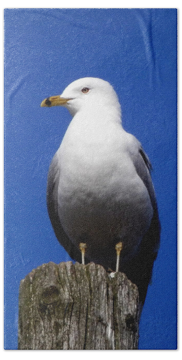 Seagull Beach Towel featuring the photograph The World I See by Zinvolle Art
