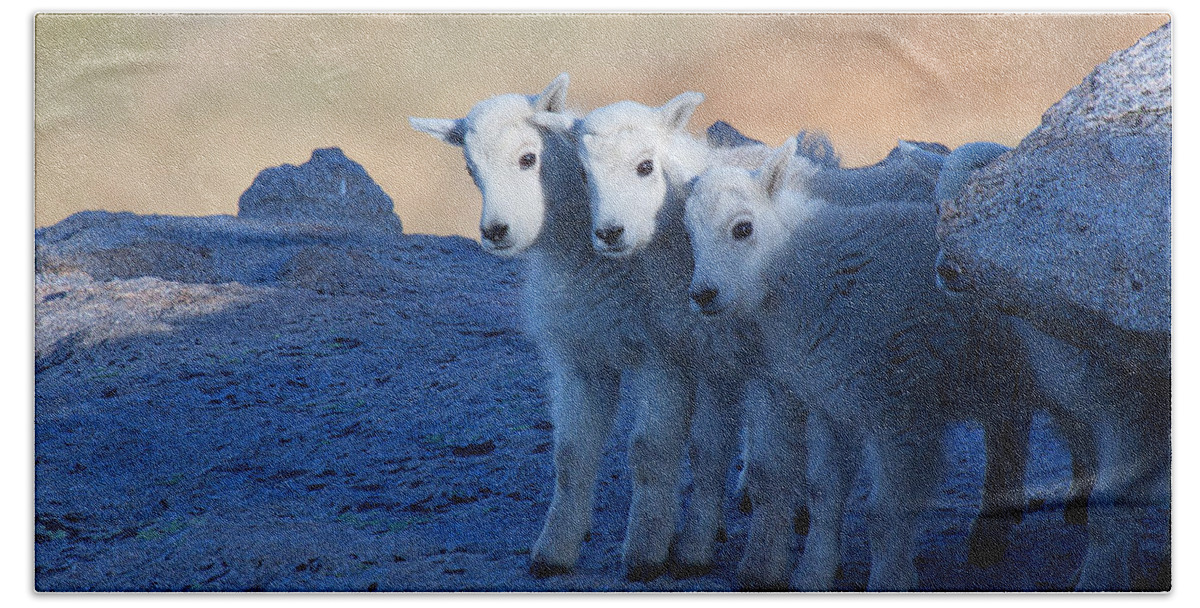 Mountain Goats; Posing; Group Photo; Baby Goat; Nature; Colorado; Crowd; Baby Goat; Mountain Goat Baby; Happy; Joy; Nature; Brothers Beach Towel featuring the photograph Three and One More by Jim Garrison