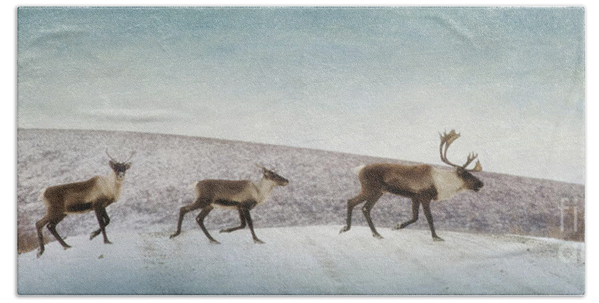 Animal Beach Towel featuring the photograph Three caribous by Priska Wettstein