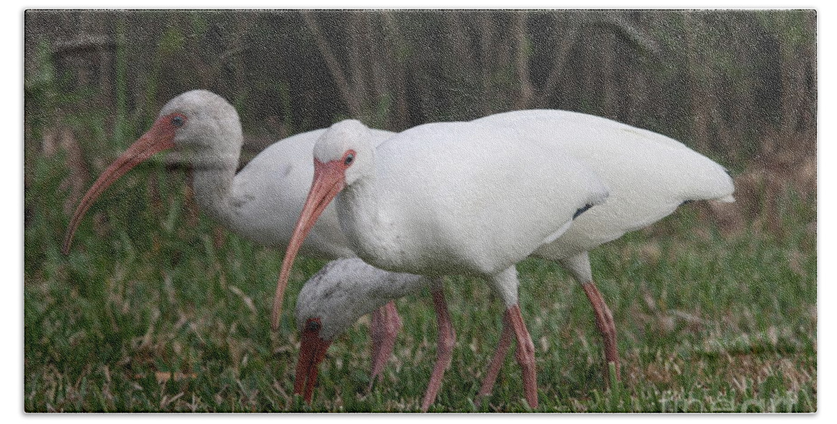 Ibis Beach Towel featuring the photograph Three Ibis Together by Christiane Schulze Art And Photography