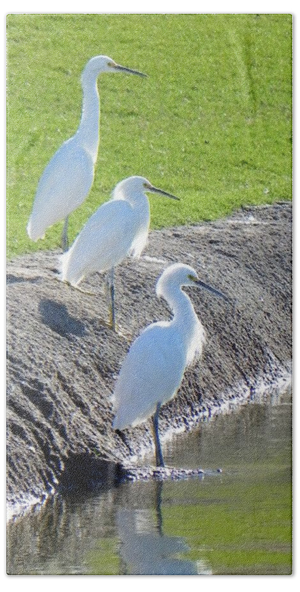 Egret Beach Sheet featuring the photograph Three Stooges by Deb Halloran