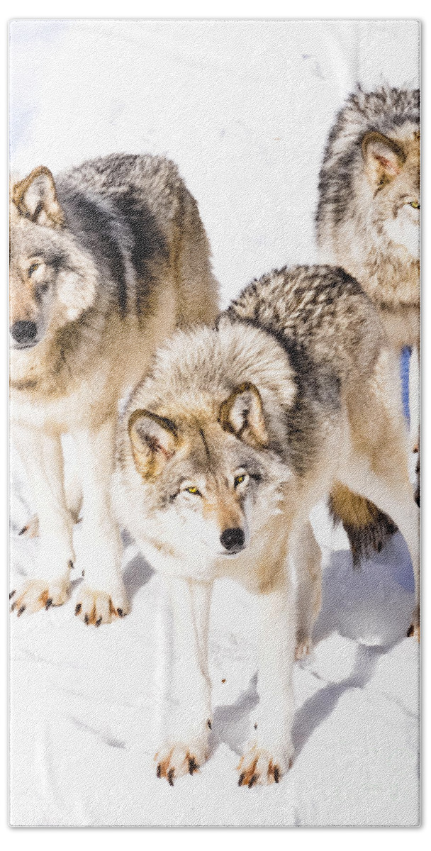Wolves Beach Towel featuring the photograph Three Timber Wolves by Cheryl Baxter