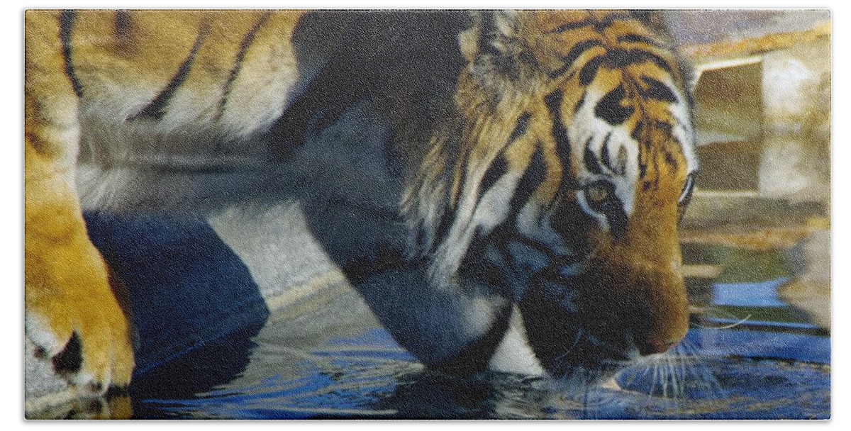 Lions Tigers And Bears Beach Towel featuring the photograph Tiger 2 by Phyllis Spoor